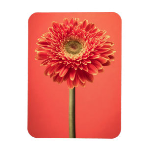 Rote Barberton Gerbera-Gänseblümchen-Blume Magnet