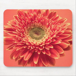 Rote Barberton Gerbera-Gänseblümchen-Blume Mousepad