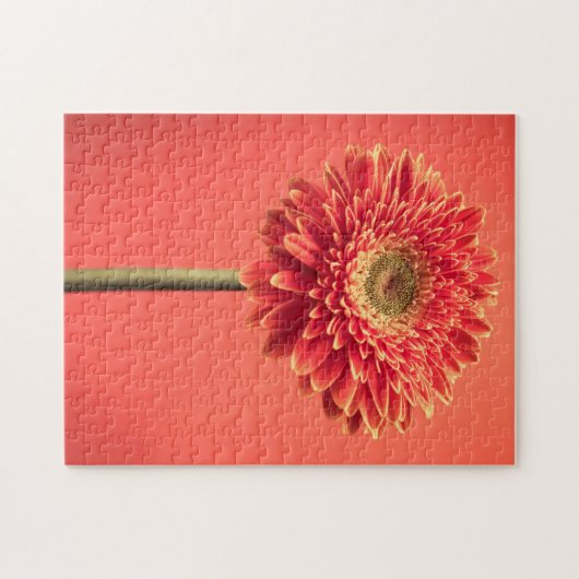 Rote Barberton Gerbera-Gänseblümchen-Blume Puzzle (Horizontal)