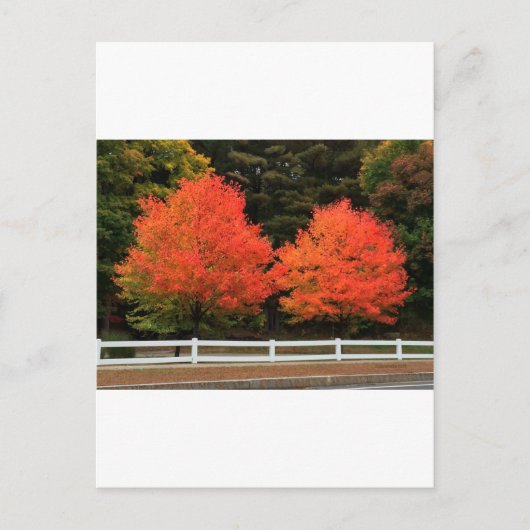 Rote Bäume Postkarte (Vorderseite)