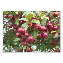 rote Beeren Fotodruck