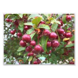 rote Beeren Fotodruck