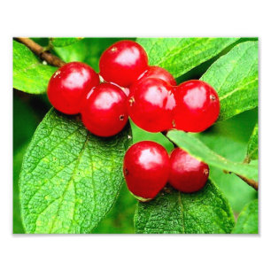 Rote Beeren mit Regentropfen Nahaufnahme 8x10 Fotodruck