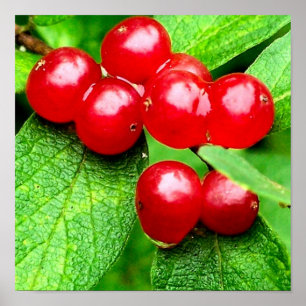 Rote Beeren mit Regentropfen Nahaufnahme Poster