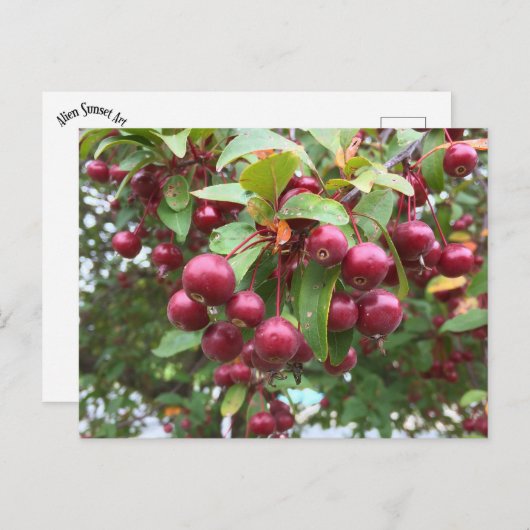 rote Beeren Postkarte (Vorne/Hinten)
