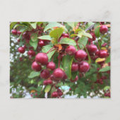 rote Beeren Postkarte (Vorderseite)
