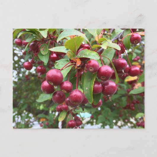 rote Beeren Postkarte (Vorderseite)