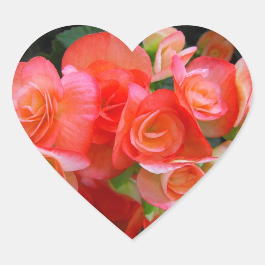 Rote Begonia-Blume Herz-Aufkleber (Vorderseite)