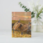 Rote Beliebte Schildkröte (Alabama) Postkarte (Stehend Vorderseite)