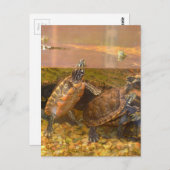 Rote Beliebte Schildkröte (Alabama) Postkarte (Vorne/Hinten)