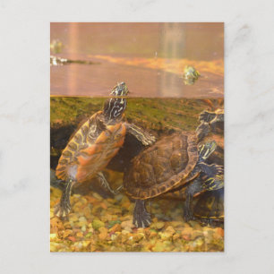Rote Beliebte Schildkröte (Alabama) Postkarte