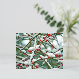 Rote Berries im Schnee (2025) Postkarte