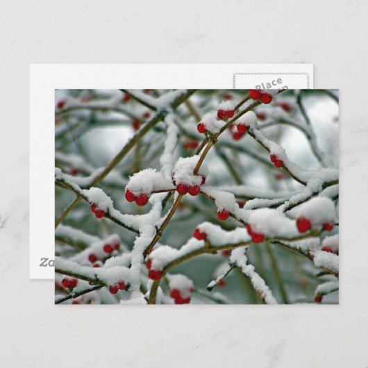 Rote Berries im Winterschnee Postkarte (Vorne/Hinten)
