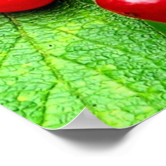 Rote Berries mit Nahen Regentropfen Poster (Ecke)