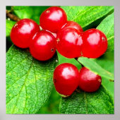 Rote Berries mit Nahen Regentropfen Poster (Vorne)