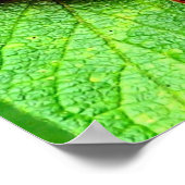 Rote Berries mit Raindrops Natur Poster (Ecke)