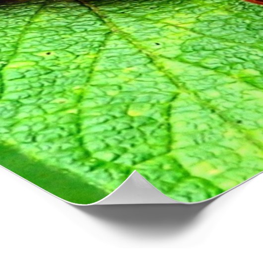 Rote Berries mit Raindrops Natur Poster (Ecke)