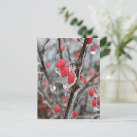 Rote Berries versinken in Eis Postkarte (Stehend Vorderseite)