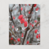 Rote Berries versinken in Eis Postkarte (Vorderseite)