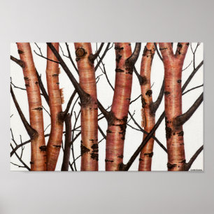 rote Birken Poster