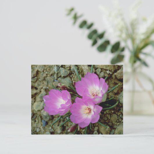 Rote Bitterroot-Blume Postkarte (Stehend Vorderseite)