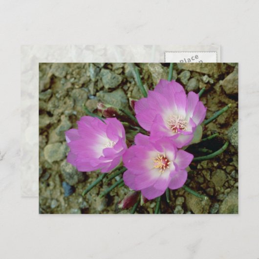 Rote Bitterroot-Blume Postkarte (Vorne/Hinten)