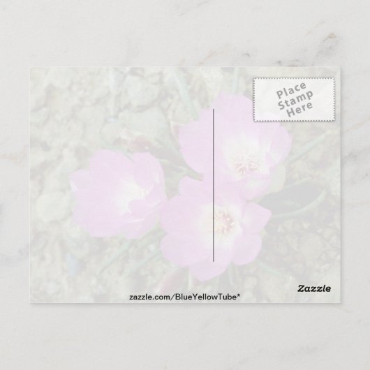 Rote Bitterroot-Blume Postkarte (Rückseite)