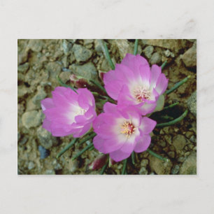 Rote Bitterroot-Blume Postkarte