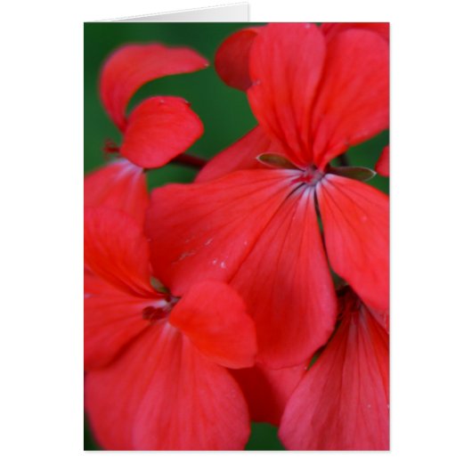 Rote Blätter (Vorne)