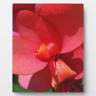 Rote Blätter Fotoplatte