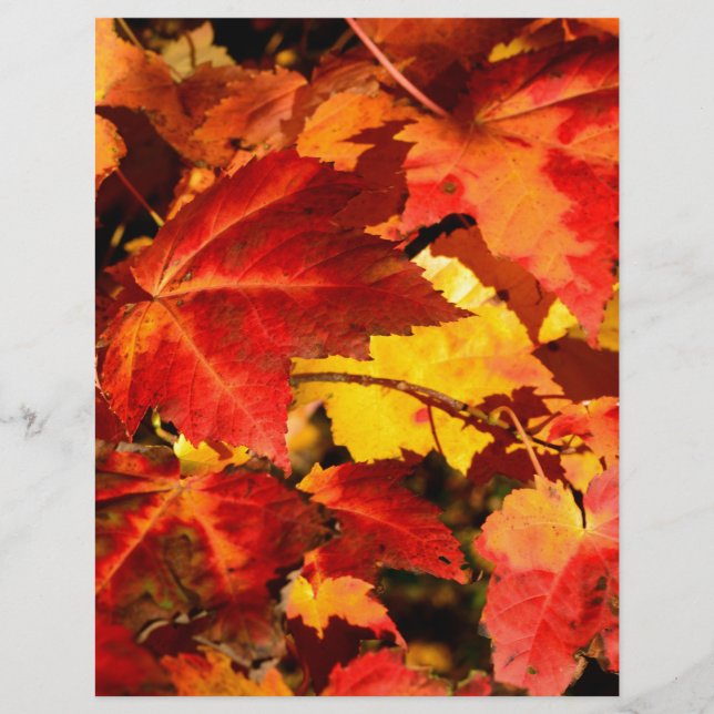 Rote Blätter Gelbe Blätter Goldene Herbstblätter (Vorderseite)