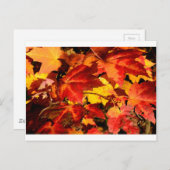 Rote Blätter Gelbe Blätter Goldene Herbstblätter Postkarte (Vorne/Hinten)