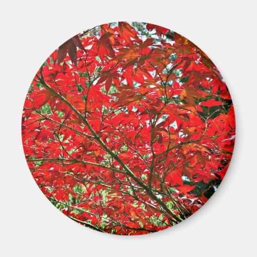 Rote Blätter Magnet (Vorne)
