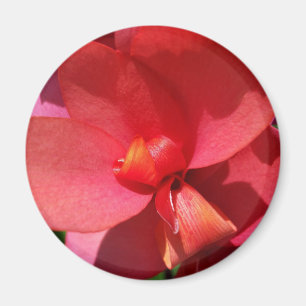 Rote Blätter Magnet