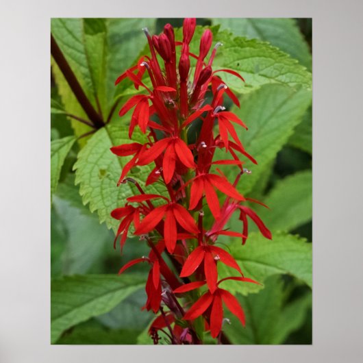 Rote Blätter Poster (Vorne)