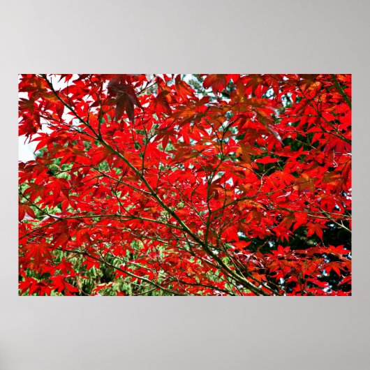 Rote Blätter Poster (Vorne)