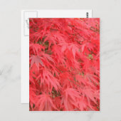 Rote Blätter Postkarte (Vorne/Hinten)