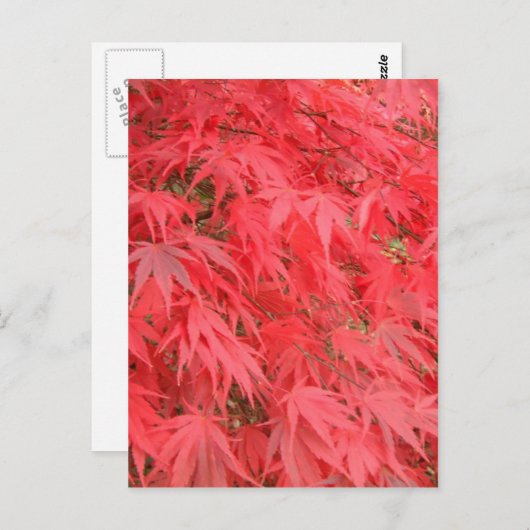Rote Blätter Postkarte (Vorne/Hinten)