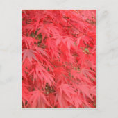 Rote Blätter Postkarte (Vorderseite)