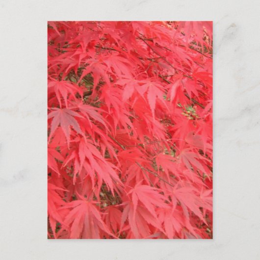Rote Blätter Postkarte (Vorderseite)
