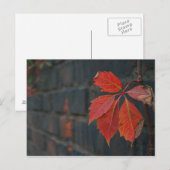 Rote Blätter Postkarte (Vorne/Hinten)