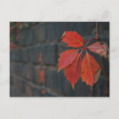 Rote Blätter Postkarte (Vorderseite)