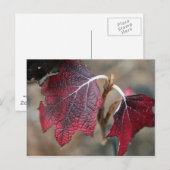 Rote Blätter Postkarte (Vorne/Hinten)
