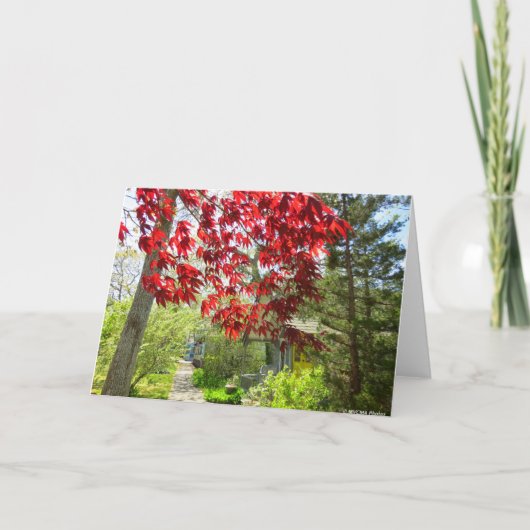 Rote Blätter und Walkway - Martha's Vineyard Karte (Vorderseite)