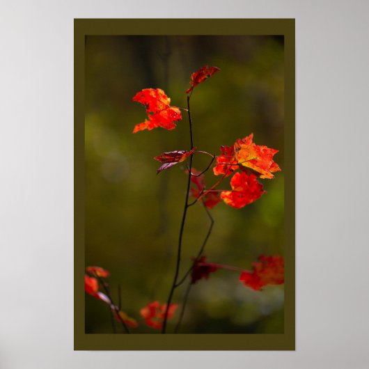 Rote Blätter und Zweige Poster (Vorne)