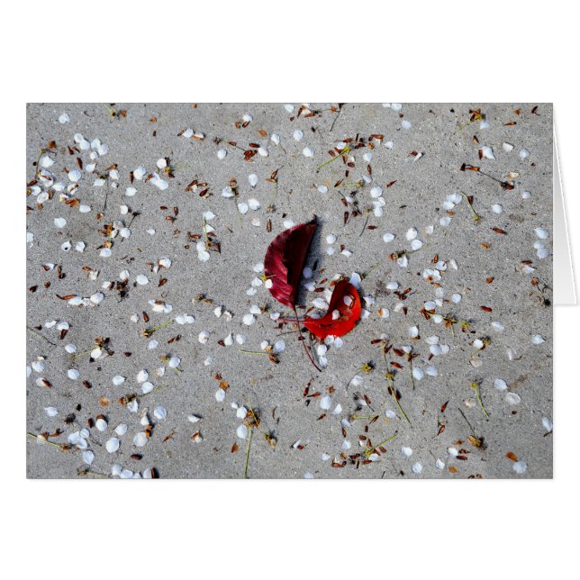 Rote Blätter Weiße Petalen (Vorderseite (Horizontal))