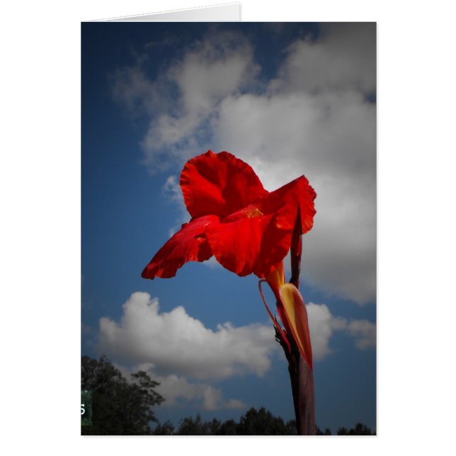 Rote Blume (Vorne)