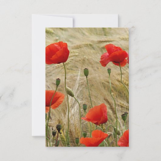 rote Blume (Vorderseite)