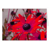 Rote Blume (Vorderseite (Horizontal))