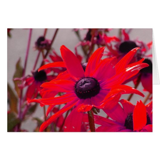 Rote Blume (Vorderseite (Horizontal))